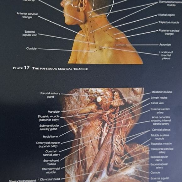 Martini's Atlas of the Human Anatomy Book for Medical Nursing Student 153 pages - Picture 5 of 8